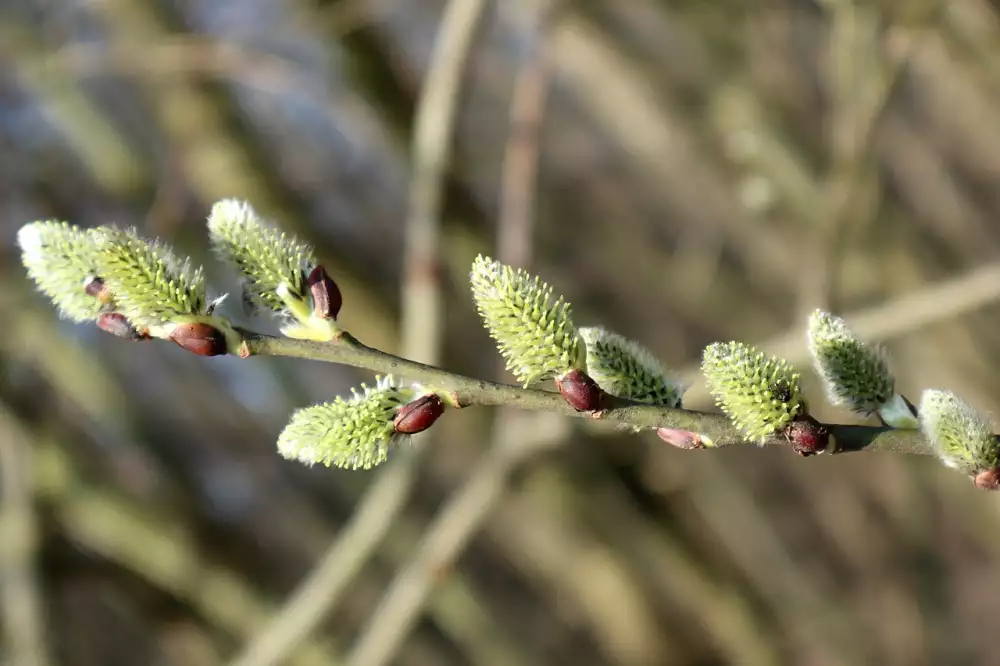 Nástup Do Práce Později Než První Den V Měsíci